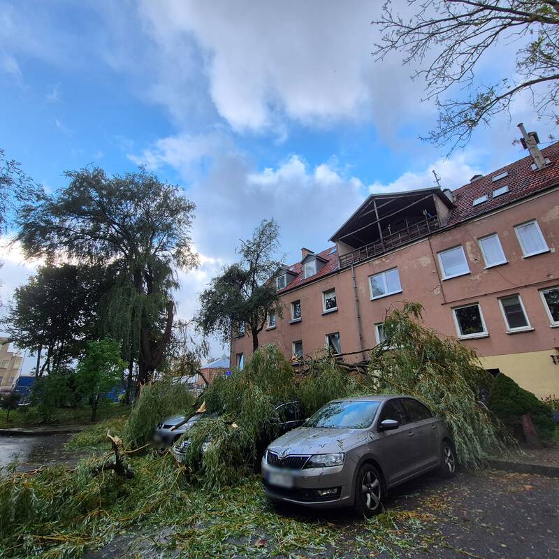 Klaipėdos Liepų gatvėje ant automobilių užvirto medis