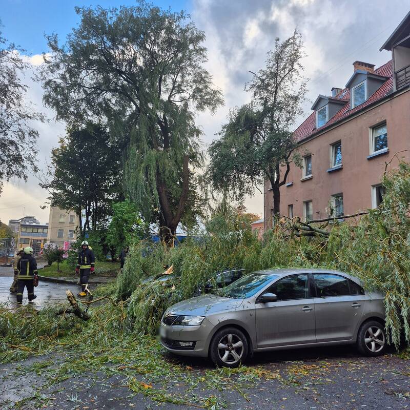 Klaipėdos Liepų gatvėje ant automobilių užvirto medis