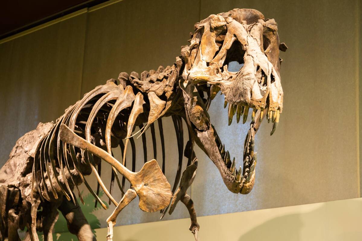 
<span>Aukcione bus parduodamas dinozauro skeletas</span>
