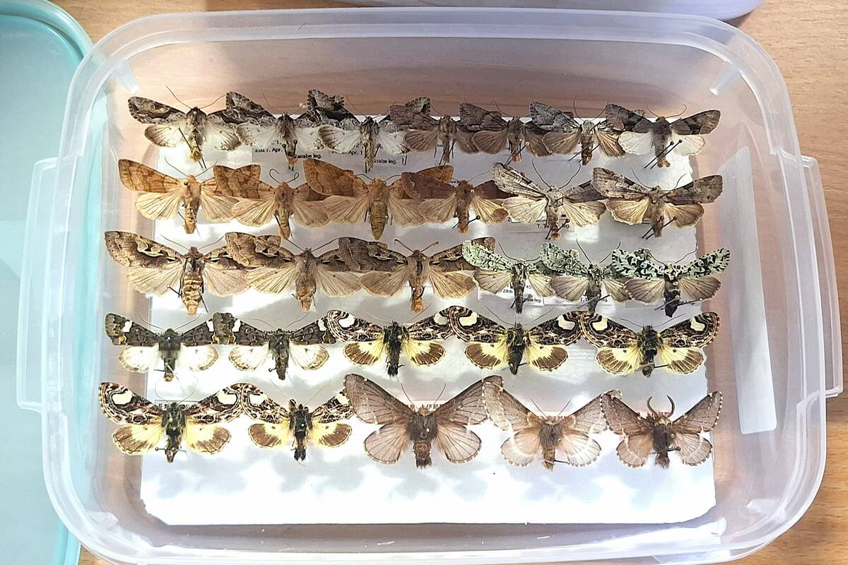 
<span>Muitinė sulaikė dvi siuntas iš Meksikos ir Japonijos su 138 kolekciniais vabzdžiais</span>
