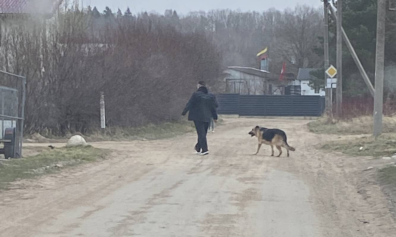 Realybė: palaidas lakstantis didelis šuo patinka toli gražu ne visiems, bet jo šeimininkui, matyt, tai nėra labai svarbu.