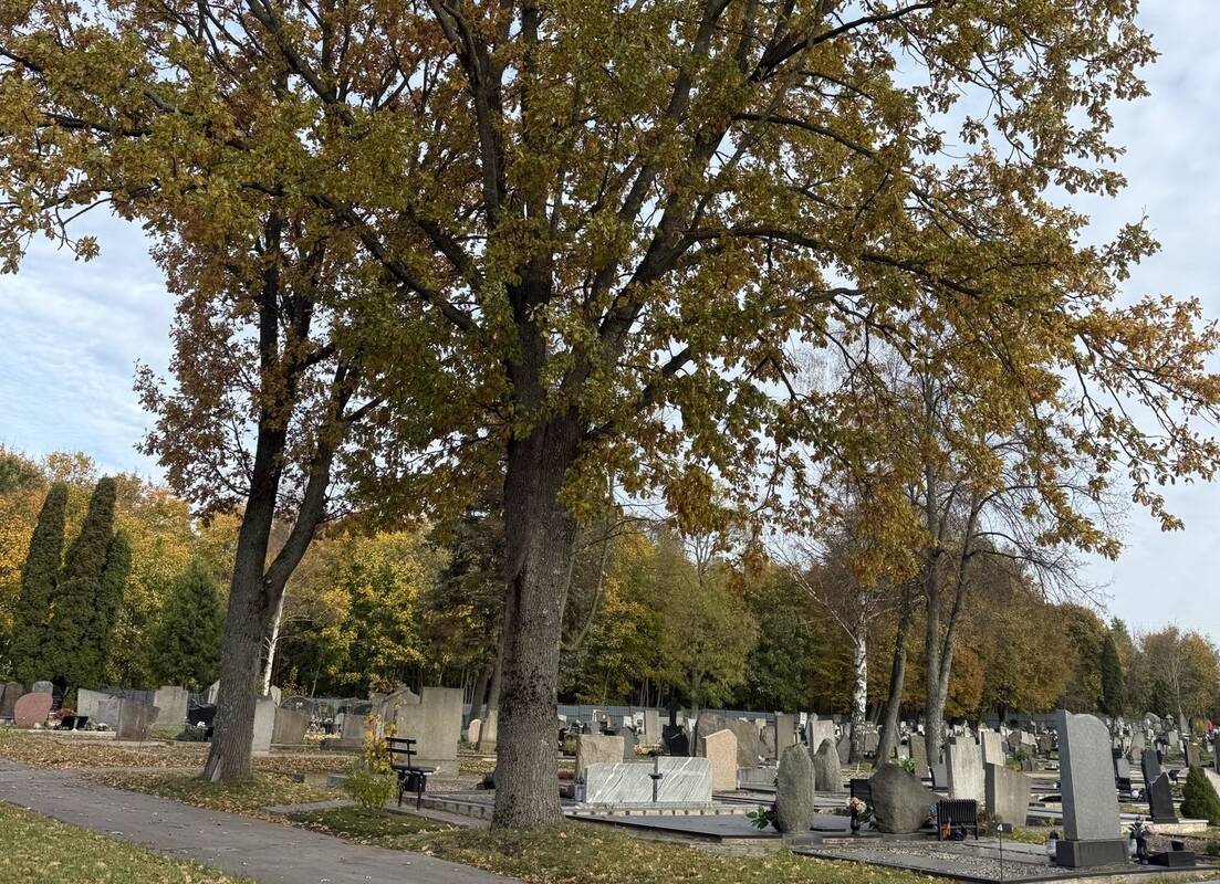 Skundėsi: Joniškės kapinėse esančių medžių būklė kai kuriems klaipėdiečiams kelia nerimą – esą palinkusios šakos gali nulūžti ir užgriūti ant kapaviečių.