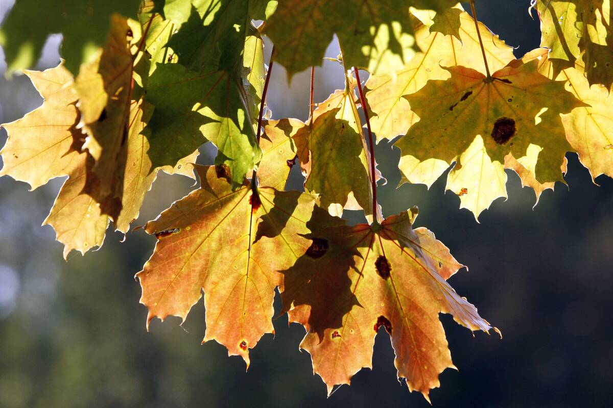 Prognozės: savaitė pajūryje nusidažys ryškiomis rudens spalvomis – netrūks gausaus lietaus ir stiprių vėjo gūsių.