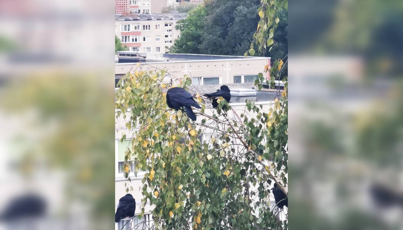 Erzina: prie daugiabučių augančiuose medžiuose varnos nuolat renkasi būriais, o jų keliamas triukšmas gyventojus veda iš kantrybės.