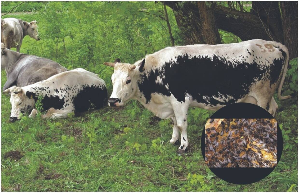 Išvaizdūs: Lietuvos baltnugariai galvijai turi išskirtinį bruožą – šviesią nugarą, kontrastuojančią su tamsesniais šonais (baltnugariai).