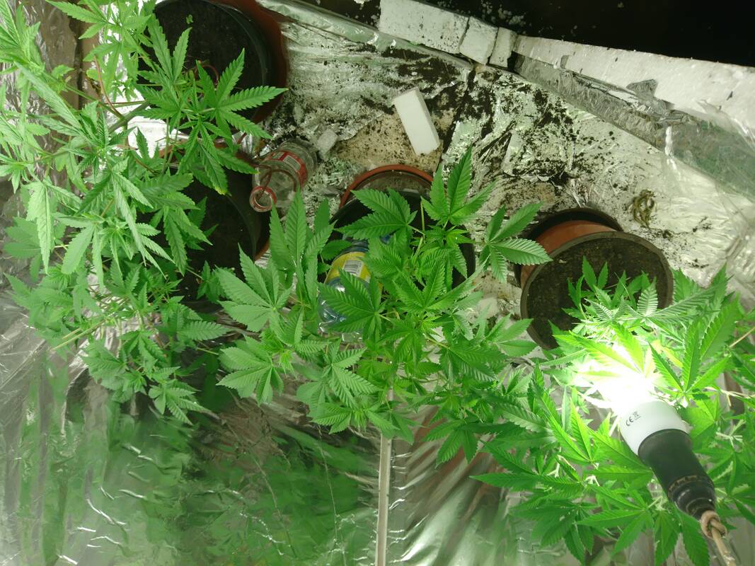 
<span>Buto kambaryje Mažeikiuose rasta apie 12 vienetų auginamų kanapių daigų</span>
