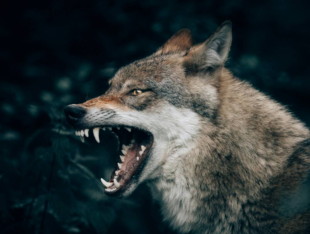 
<span>Zoologijos sode vilkas užpuolė aštuonmetę mergaitę</span>
