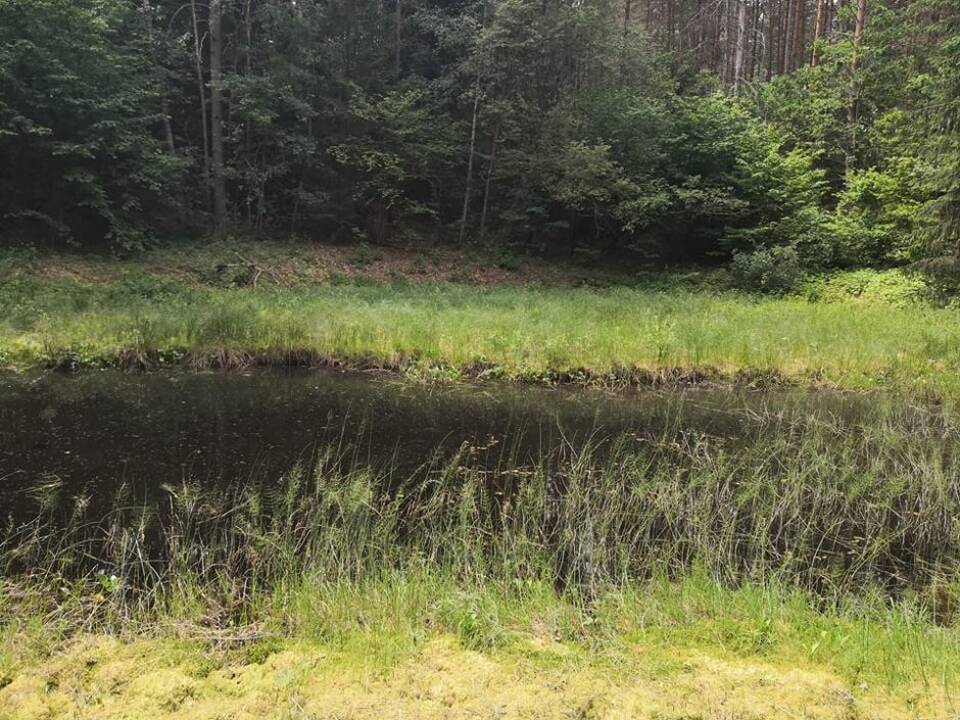 Raudonpilvės kūmutės ir baliniai vėžliai paleisti į gamtą