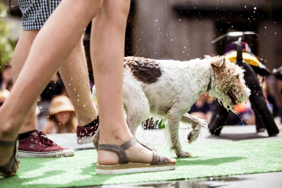 Šunų šuolių į vandenį turnyras