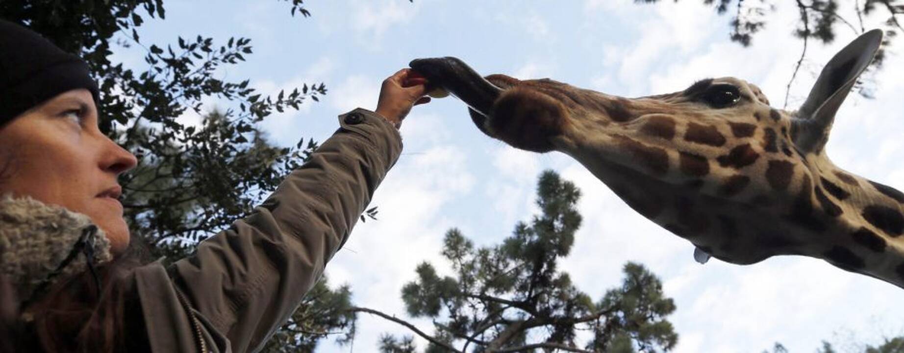 Gyvūnai maitinami zoologijos sode Prancūzijoje
