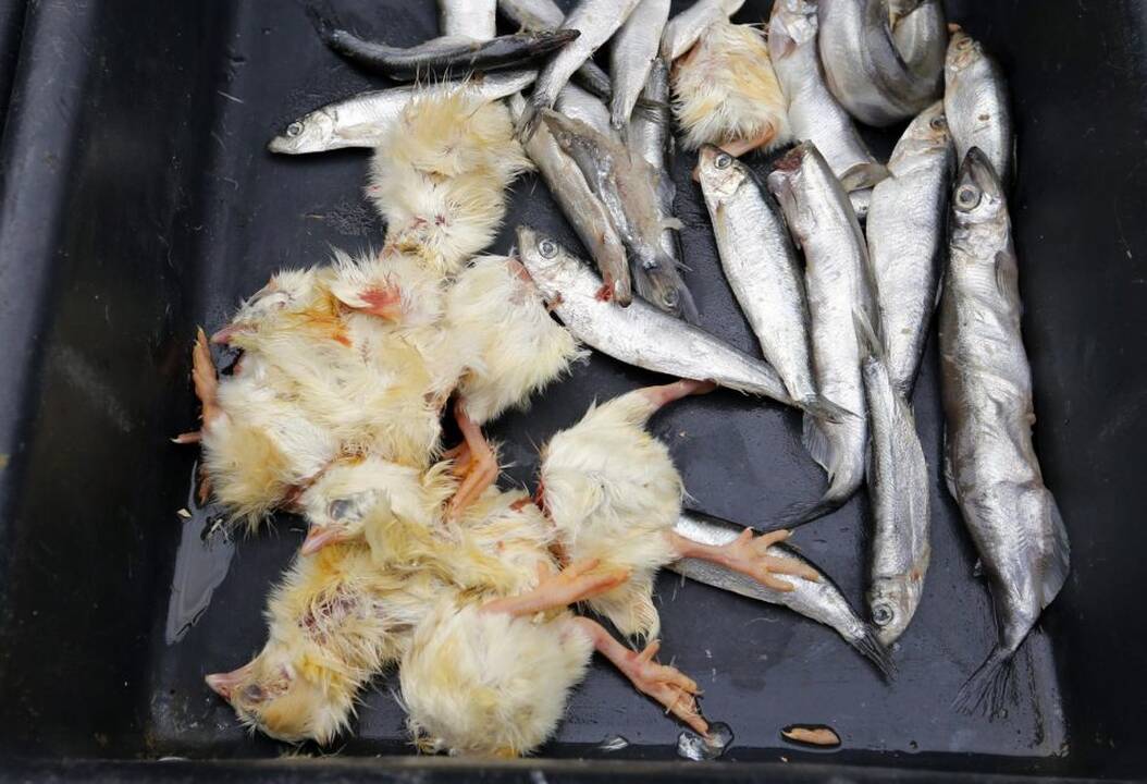 Gyvūnai maitinami zoologijos sode Prancūzijoje