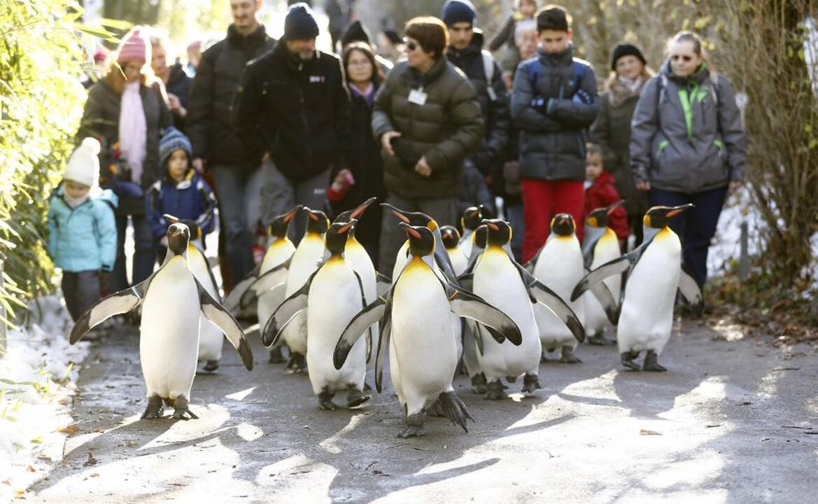 Pasivaikščiojimas su pingvinais Ciuricho zoologijos sode