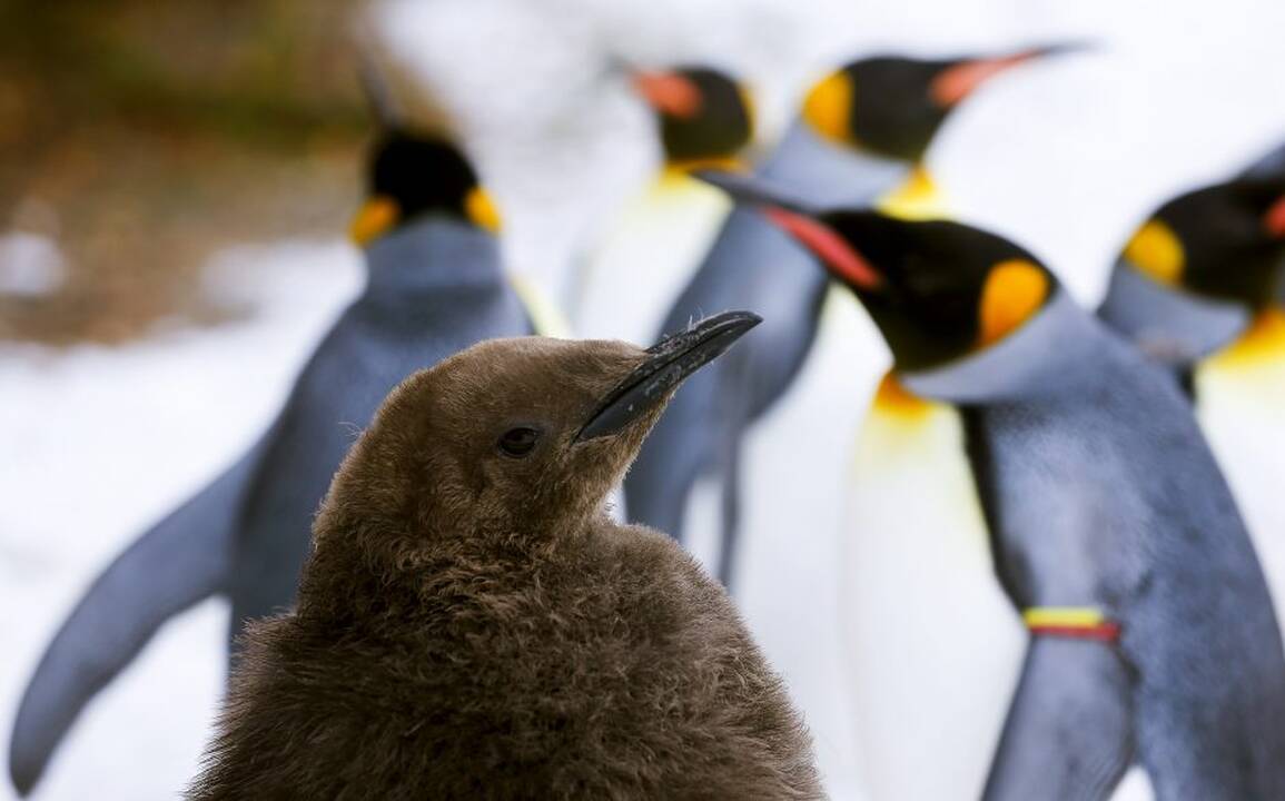 Pasivaikščiojimas su pingvinais Ciuricho zoologijos sode
