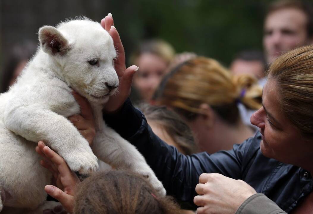 Baltieji liūtukai Budapešto zoologijos sode