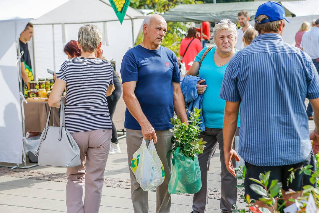 Obuolių šventė Gargžduose
