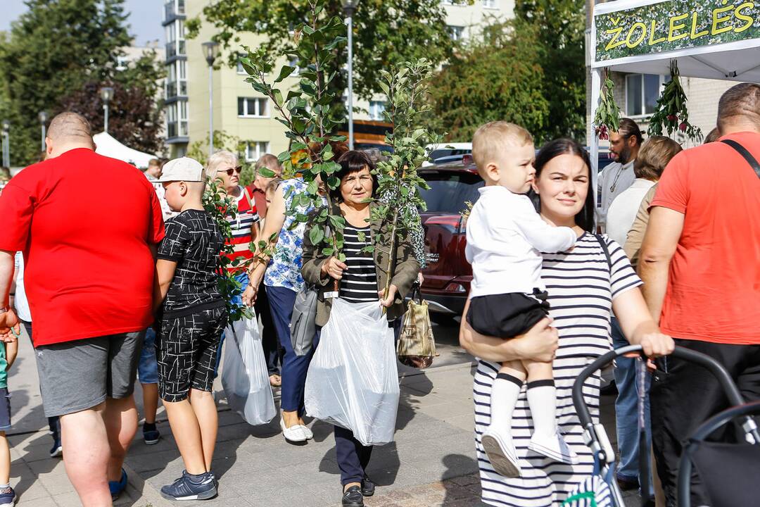 Obuolių šventė Gargžduose