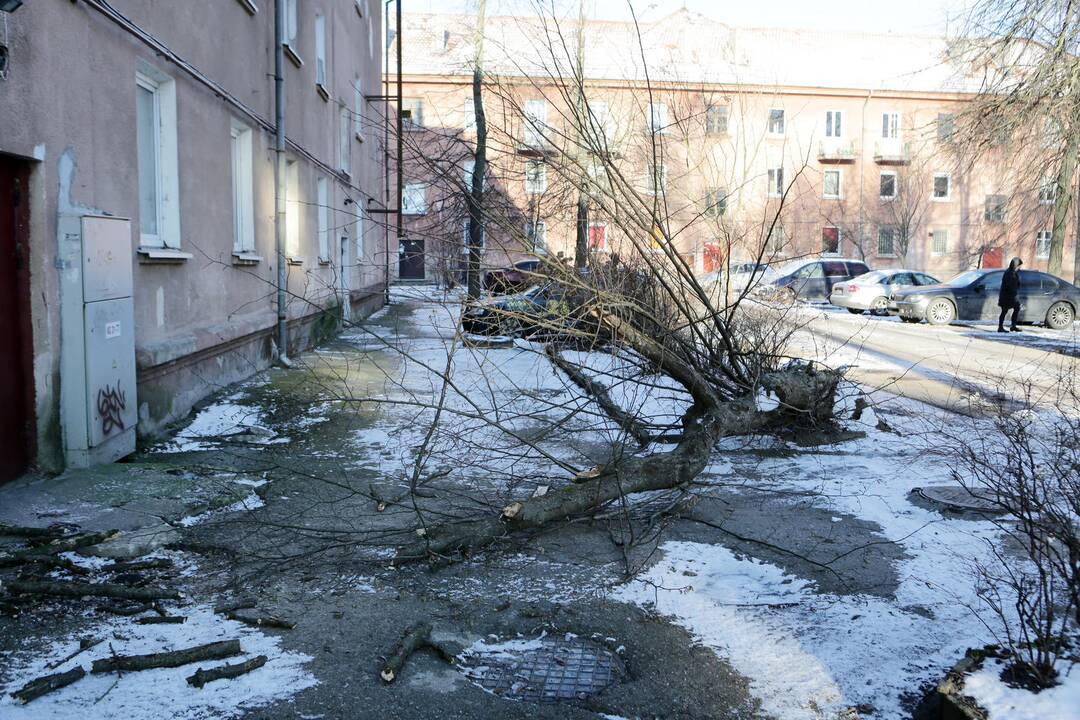 Uostamiestyje medžiai verčia drebėti