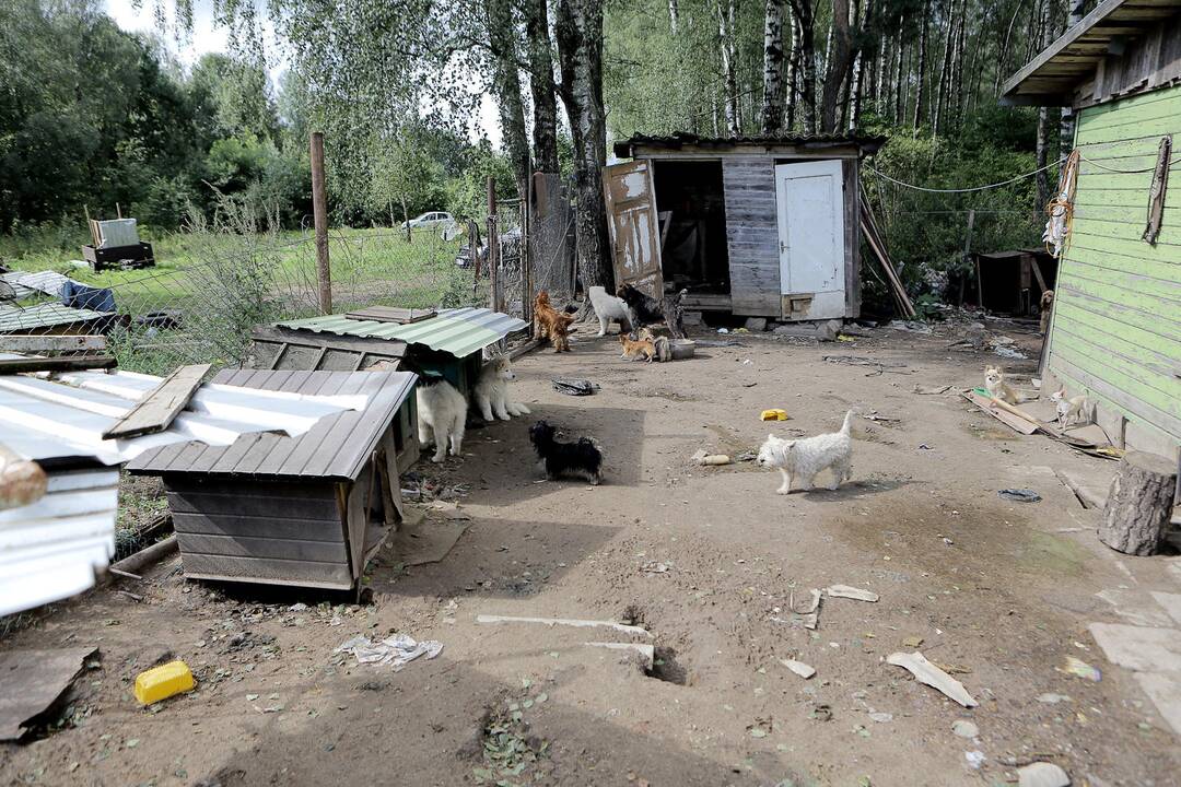 Nelegalus šunų veislynas