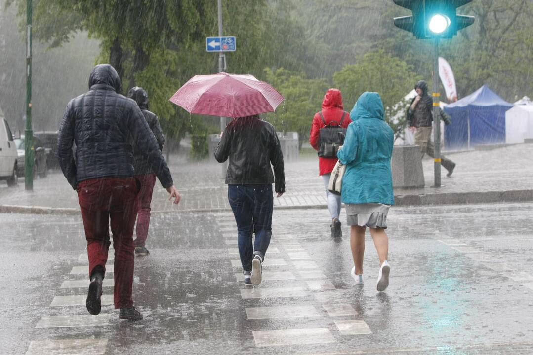 Liūtis Klaipėdoje