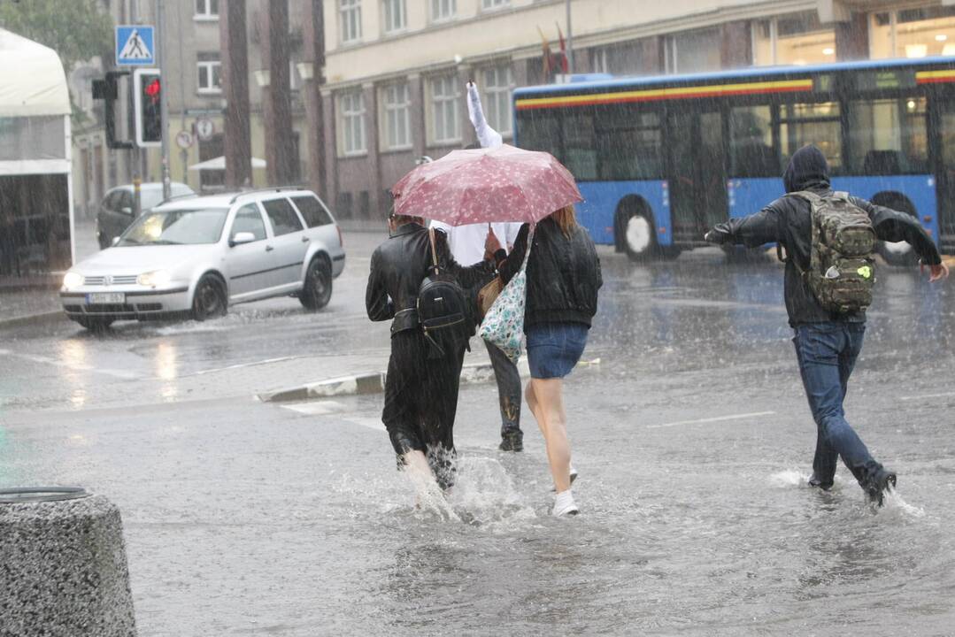Liūtis Klaipėdoje