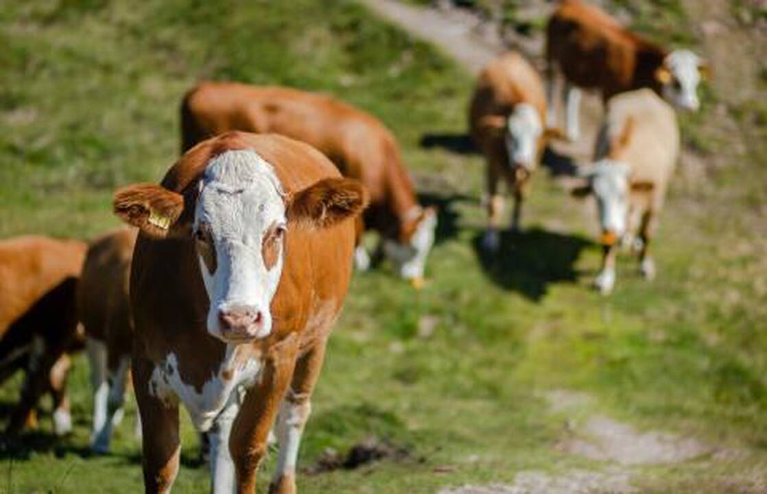 VMVT primena: per karščius būtina pasirūpinti ūkiniais gyvūnais