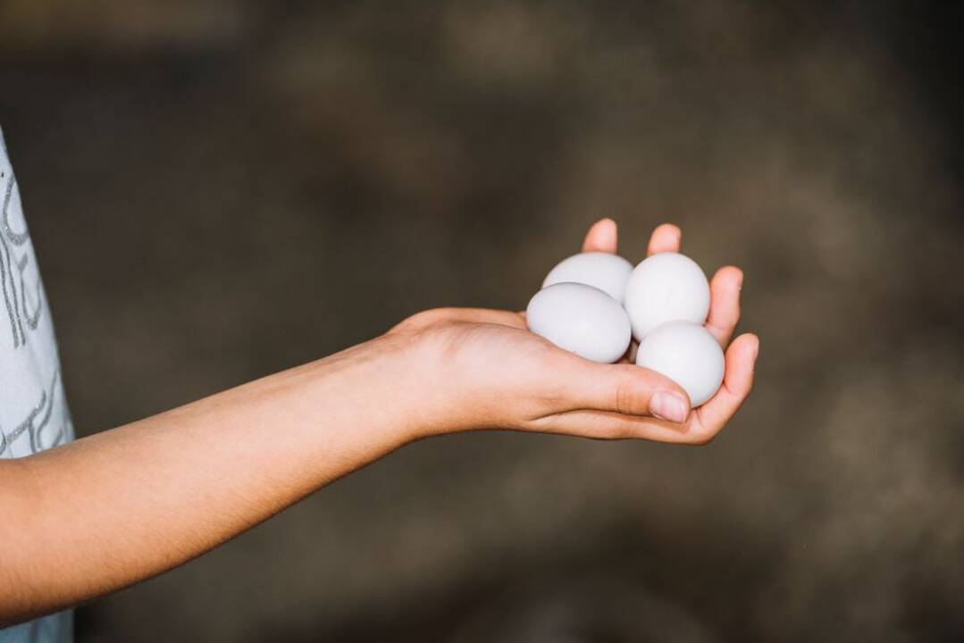Neįprasta Velykų tradicija – kiaušinių mėtymo čempionatas