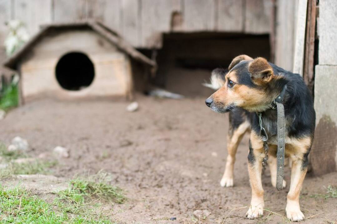 VMVT specialistai pasisakė dėl arklių pančiojimo ir šunų rišimo grandinėmis