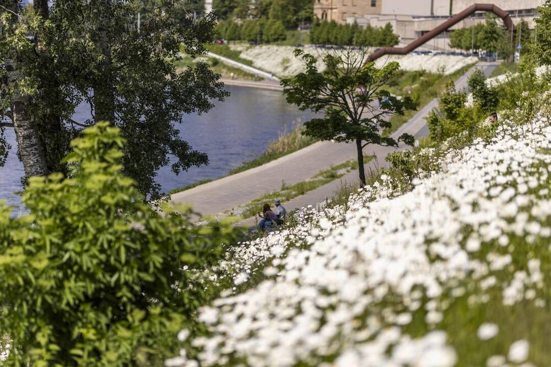 Gėlės Neries pakrantėje.