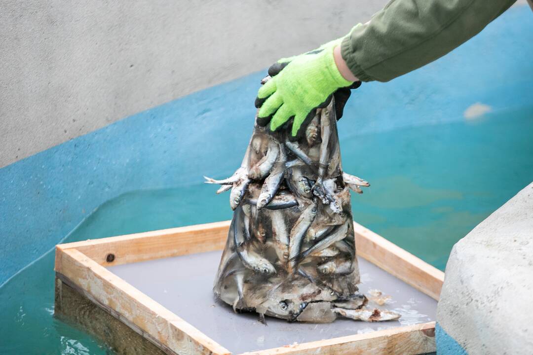 Zoologijos sodo gyvūnai gavo kalėdinių dovanų