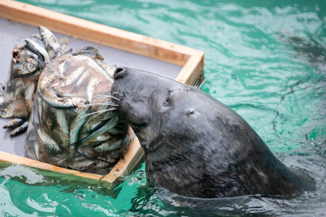Zoologijos sodo gyvūnai gavo kalėdinių dovanų