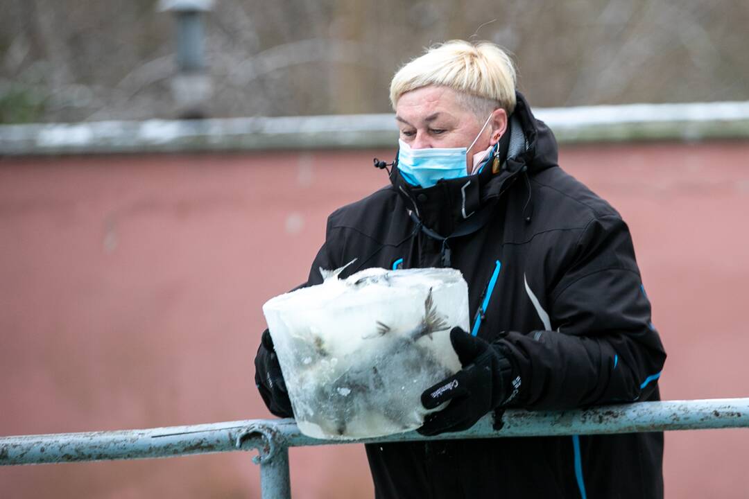 Zoologijos sodo gyvūnai gavo kalėdinių dovanų