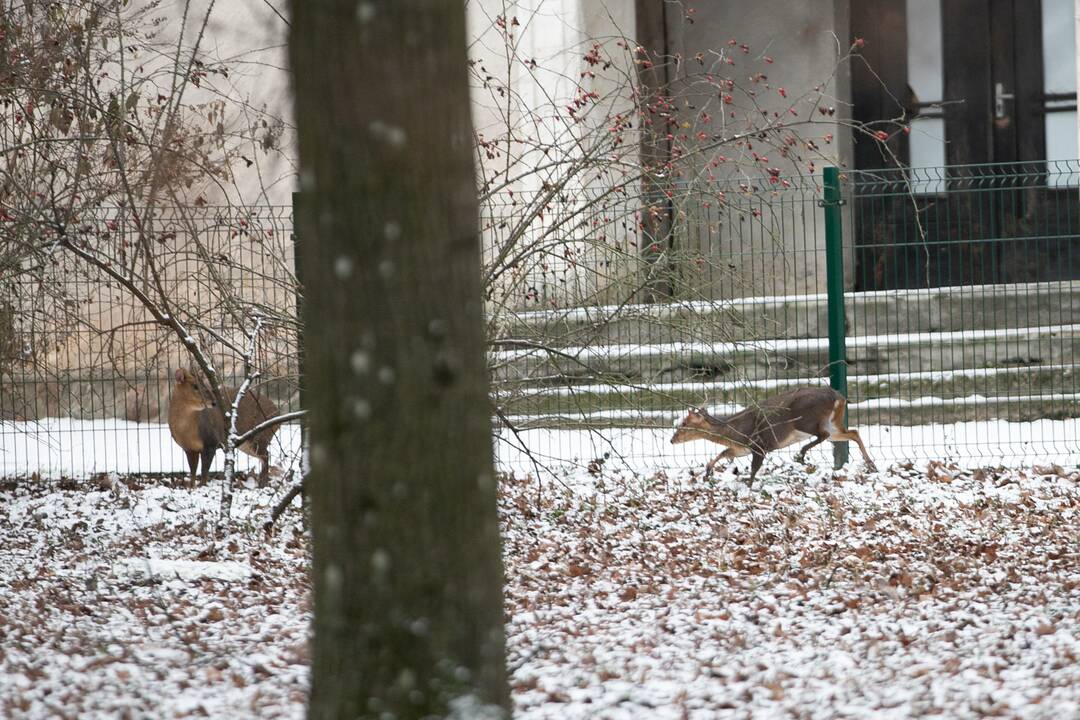 Zoologijos sodo gyvūnai gavo kalėdinių dovanų