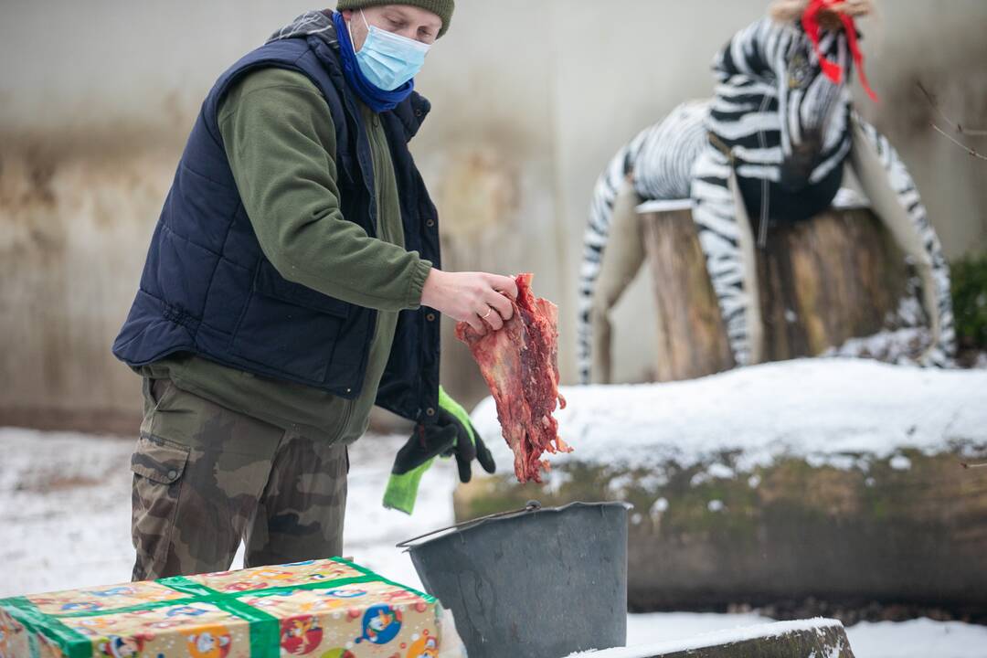 Zoologijos sodo gyvūnai gavo kalėdinių dovanų
