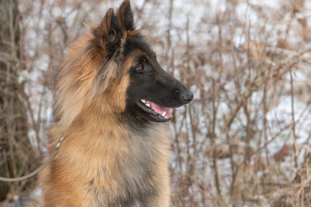 Kadagių slėnyje - lankytojų gausa