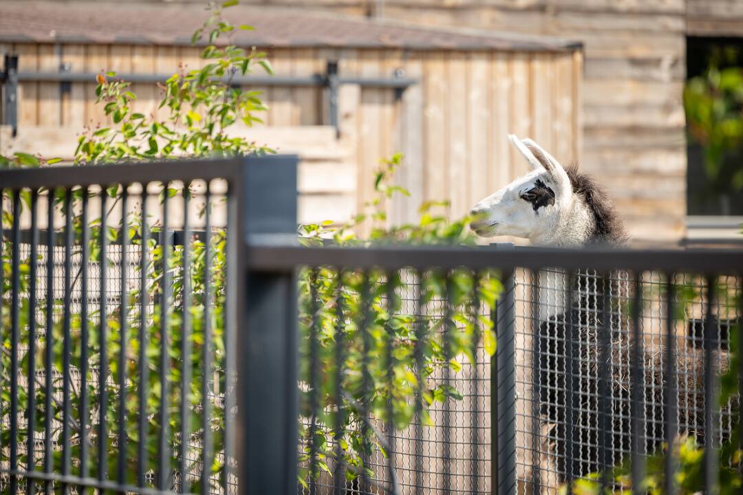 Zoologijos sode pristatytas stumbriukas