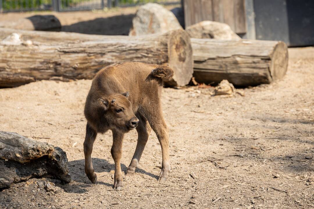 Zoologijos sode pristatytas stumbriukas
