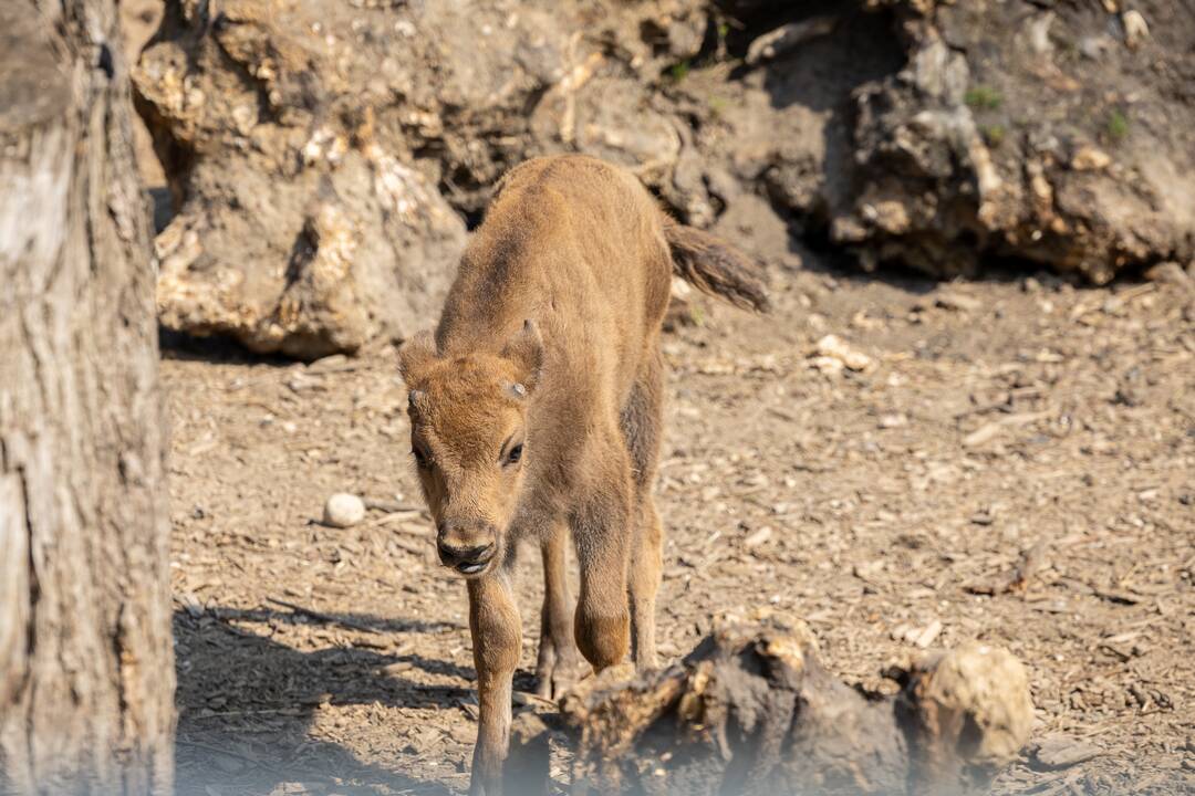 Zoologijos sode pristatytas stumbriukas