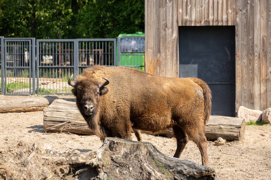 Zoologijos sode pristatytas stumbriukas