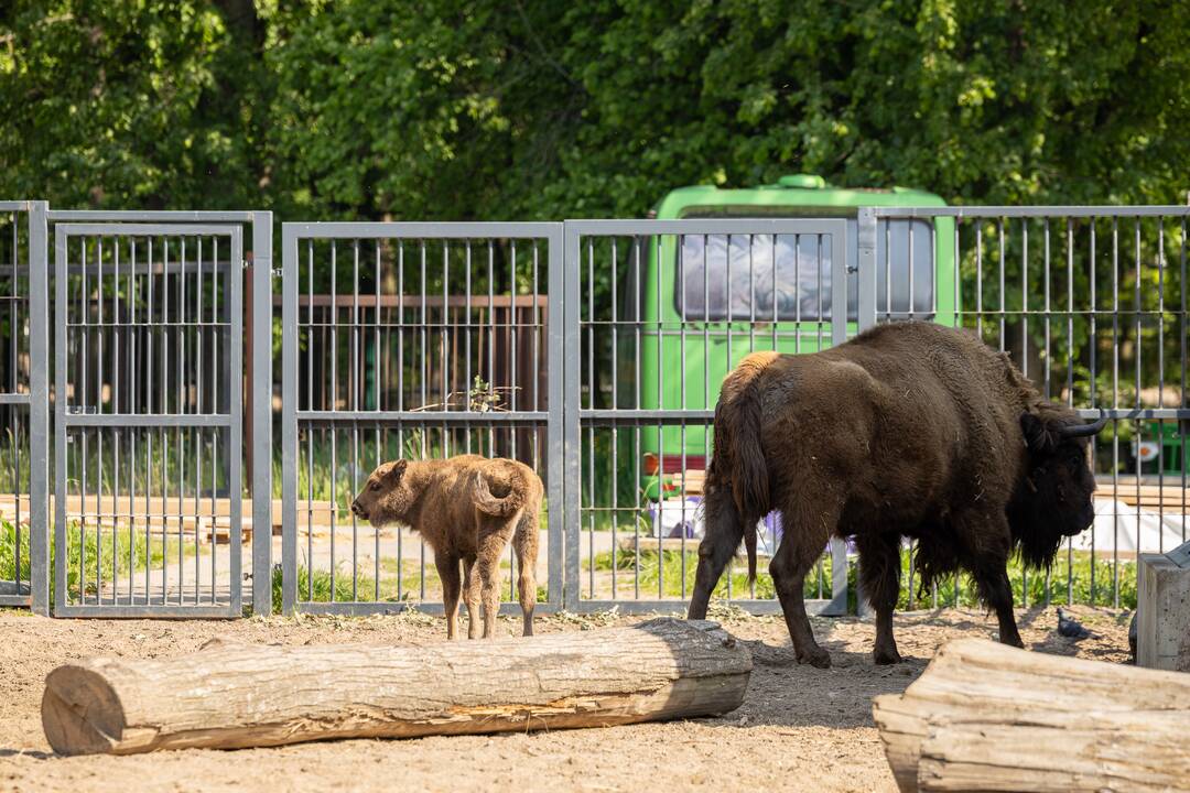 Zoologijos sode pristatytas stumbriukas