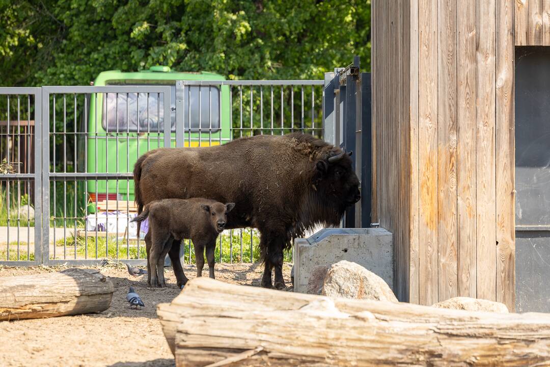 Zoologijos sode pristatytas stumbriukas