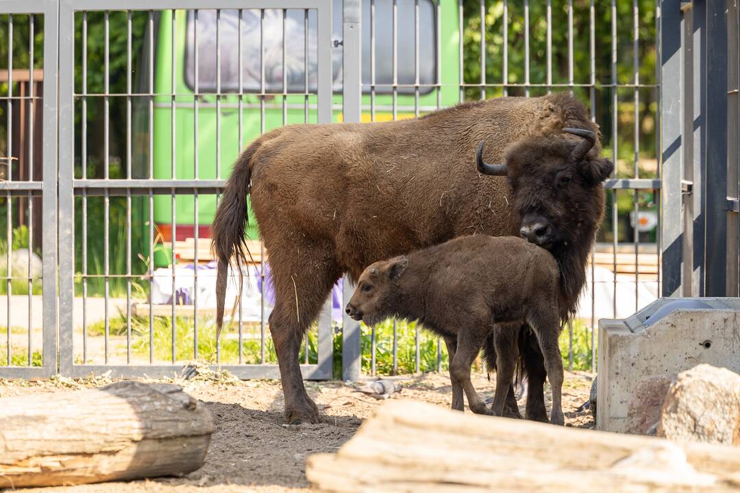 Zoologijos sode pristatytas stumbriukas