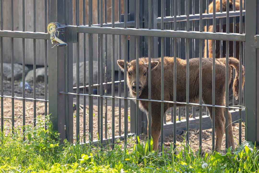 Zoologijos sode pristatytas stumbriukas