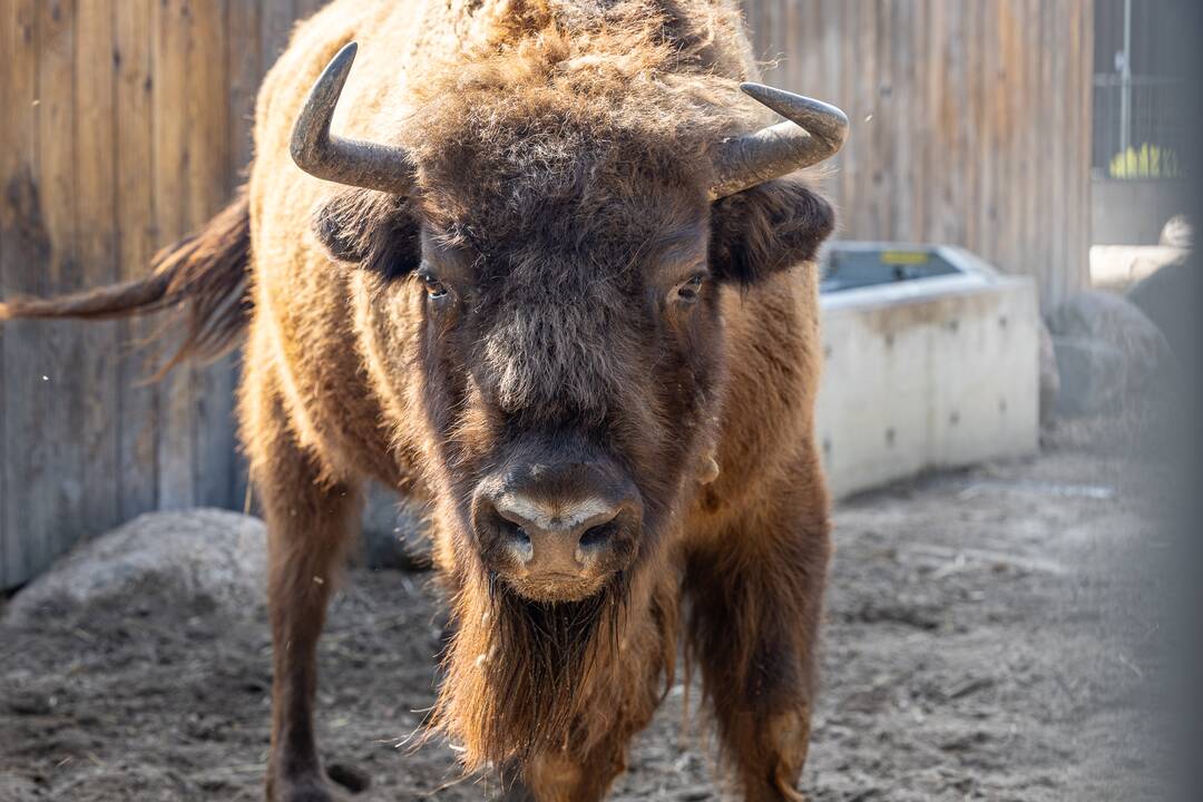 Zoologijos sode pristatytas stumbriukas