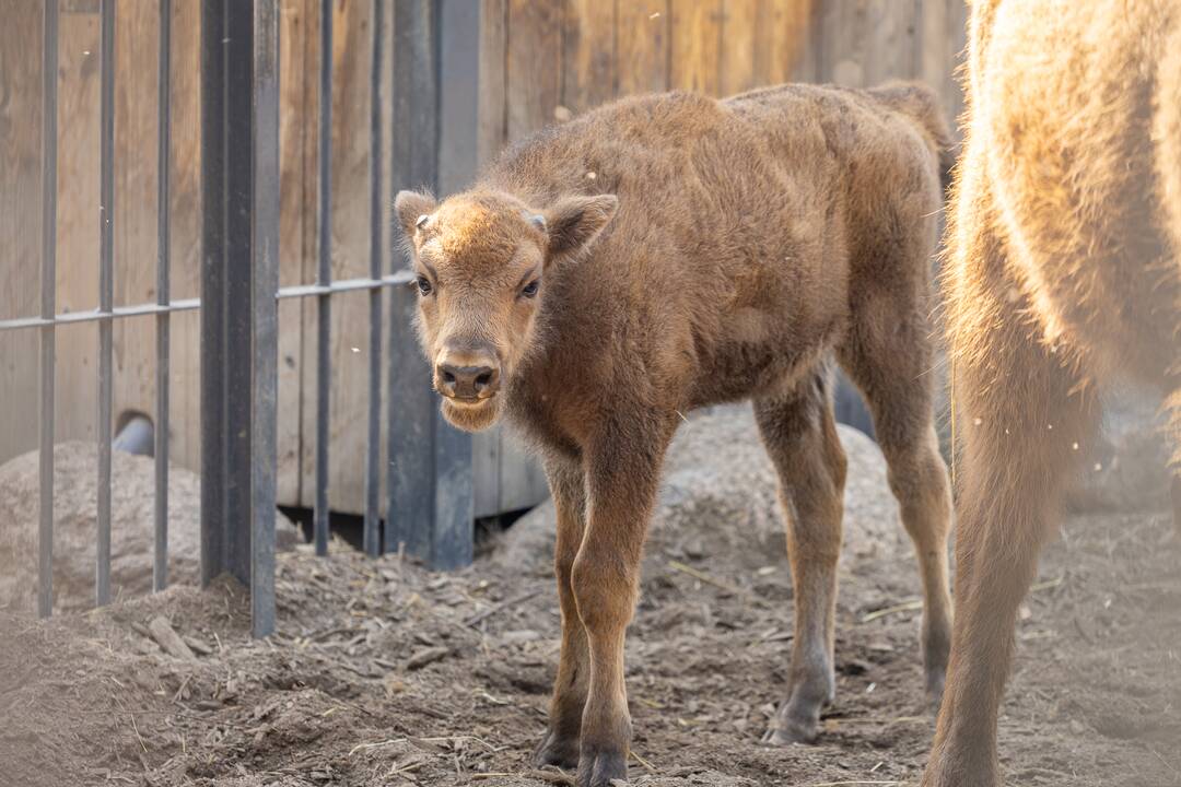 Zoologijos sode pristatytas stumbriukas