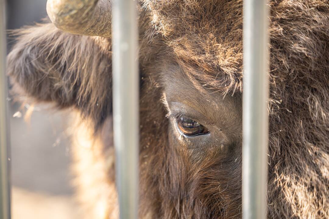 Zoologijos sode pristatytas stumbriukas