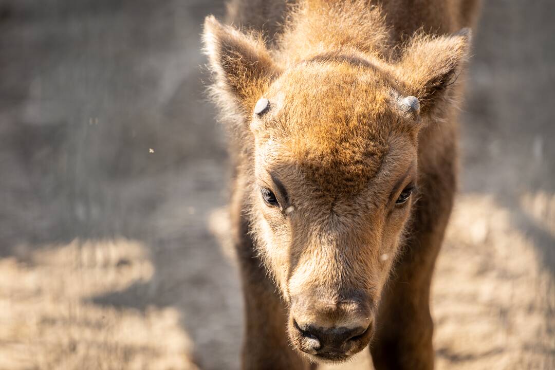 Zoologijos sode pristatytas stumbriukas