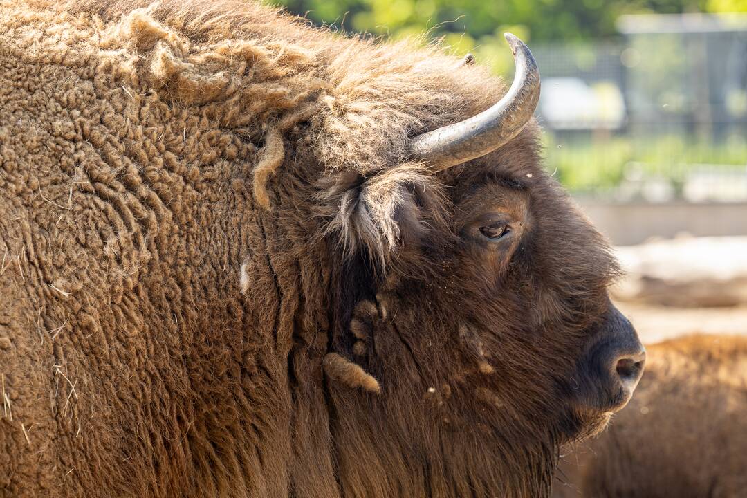 Zoologijos sode pristatytas stumbriukas