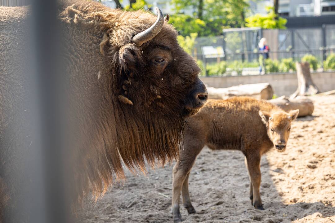Zoologijos sode pristatytas stumbriukas