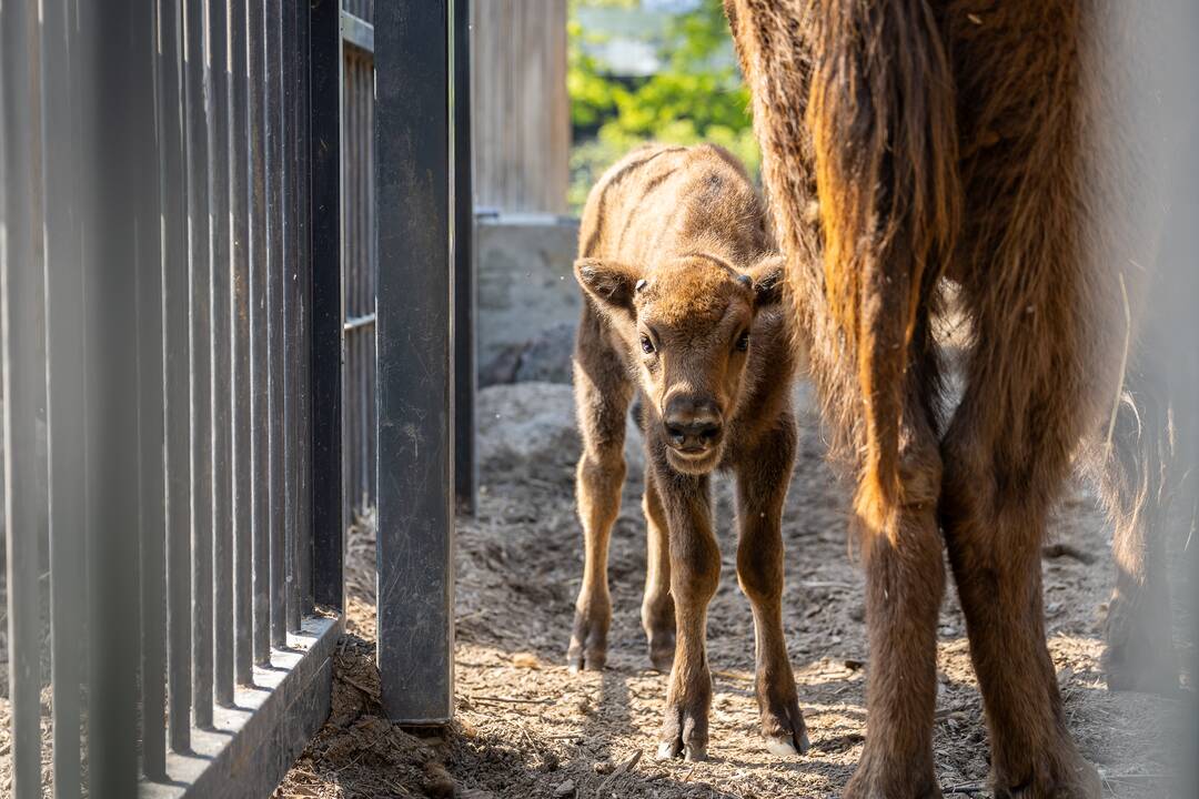 Zoologijos sode pristatytas stumbriukas