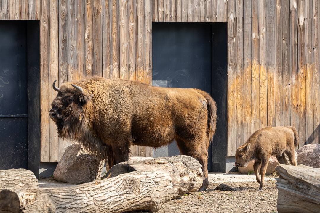 Zoologijos sode pristatytas stumbriukas